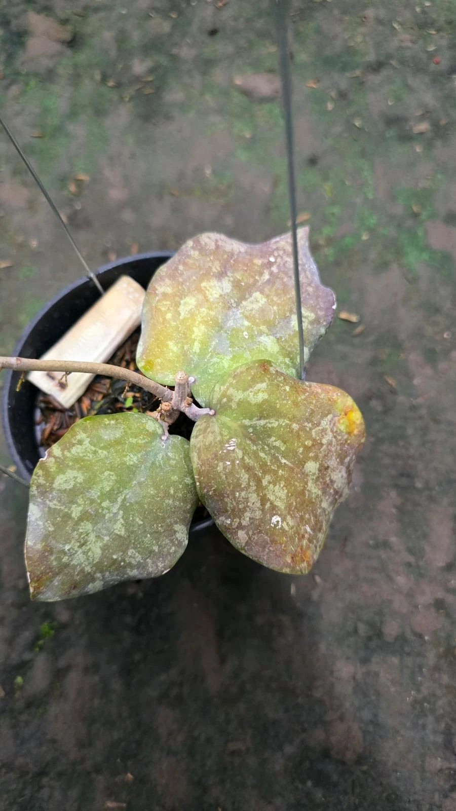 Hoya purpureofusca x H. imbricata (Red Silver Hybrid) – Rare Tropical Collector’s Aroid