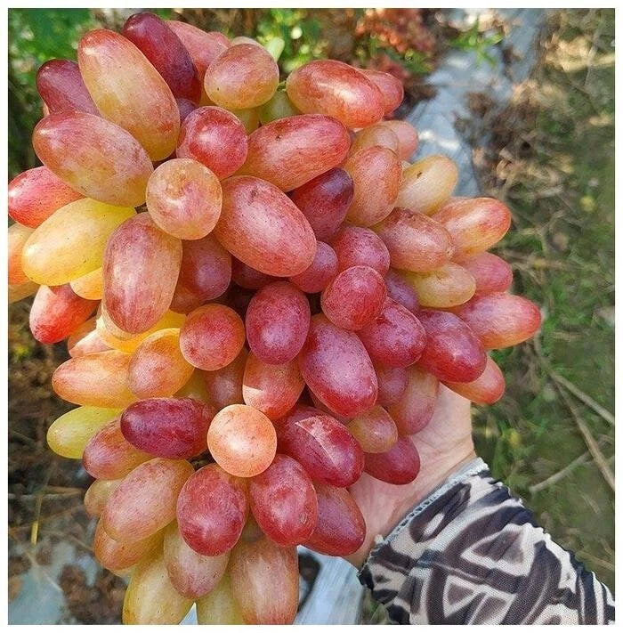 Exotic Premium Grape Seeds var. Manicure Finger (Vitis vinifera 'Manicure Finger') – Unique Slender Two-Tone Table Grape Seeds for Planting (100+ Pcs)