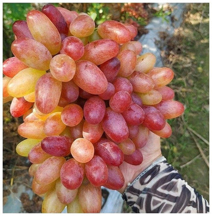 Exotic Premium Grape Seeds var. Manicure Finger (Vitis vinifera 'Manicure Finger') – Unique Slender Two-Tone Table Grape Seeds for Planting (100+ Pcs)