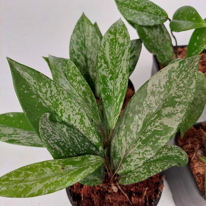 Hoya Pubicalyx 'Splash' - Rare Tropical Wax Plant
