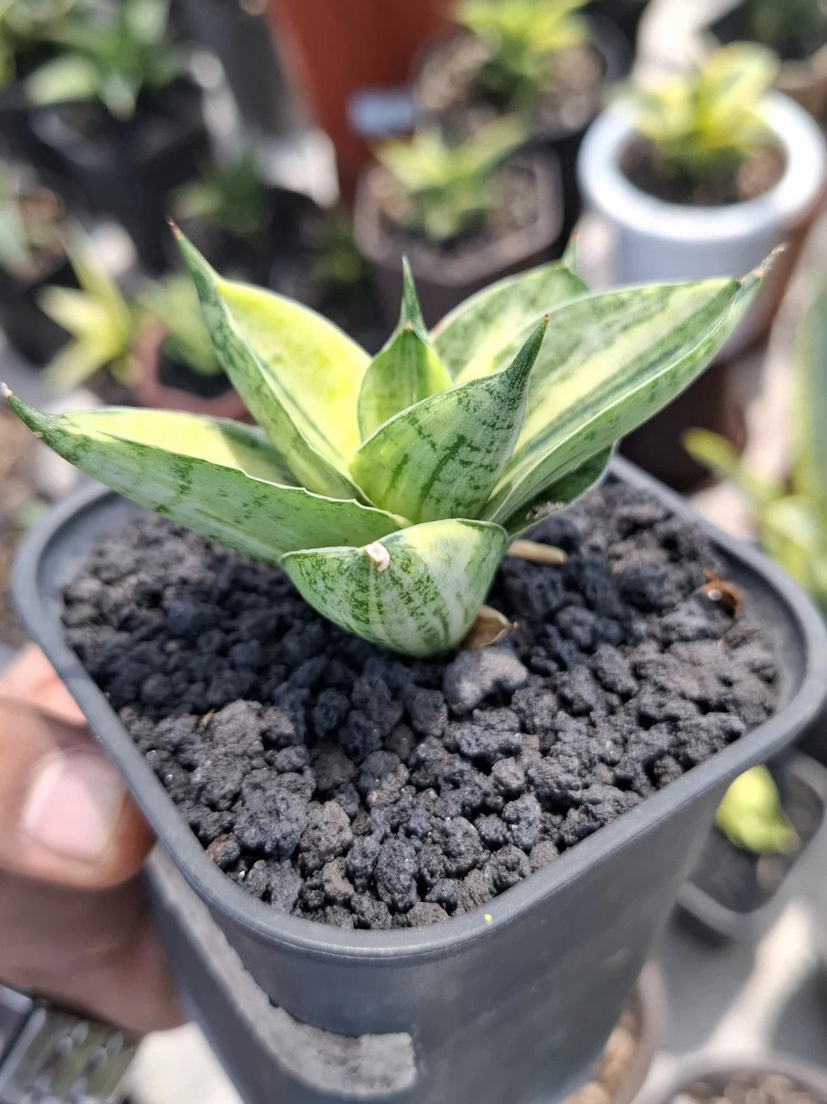 Sansevieria 'Manja' Variegated - Rare Tropical Snake Plant