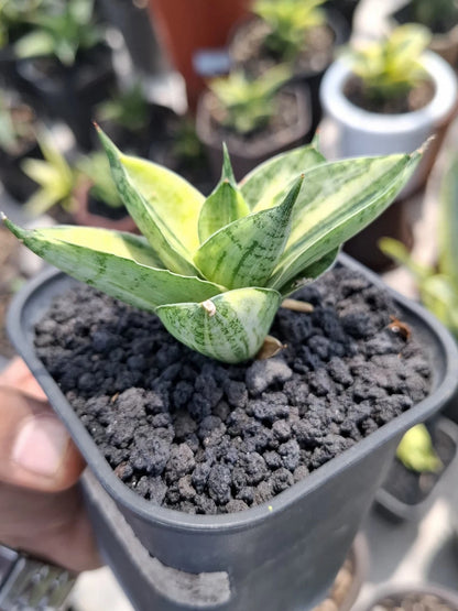 Sansevieria 'Manja' Variegated - Rare Tropical Snake Plant