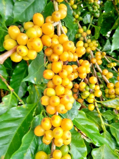 Yellow Caturra Coffee Seeds 2,000+ (Coffea arabica var. Caturra Amarillo) – Bulk Rare High-Altitude Specialty Coffee Beans for Planting
