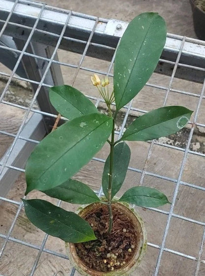 Rare Hoya Decipulae Live Plant - Premium Tropical Blooming Small Size Houseplant