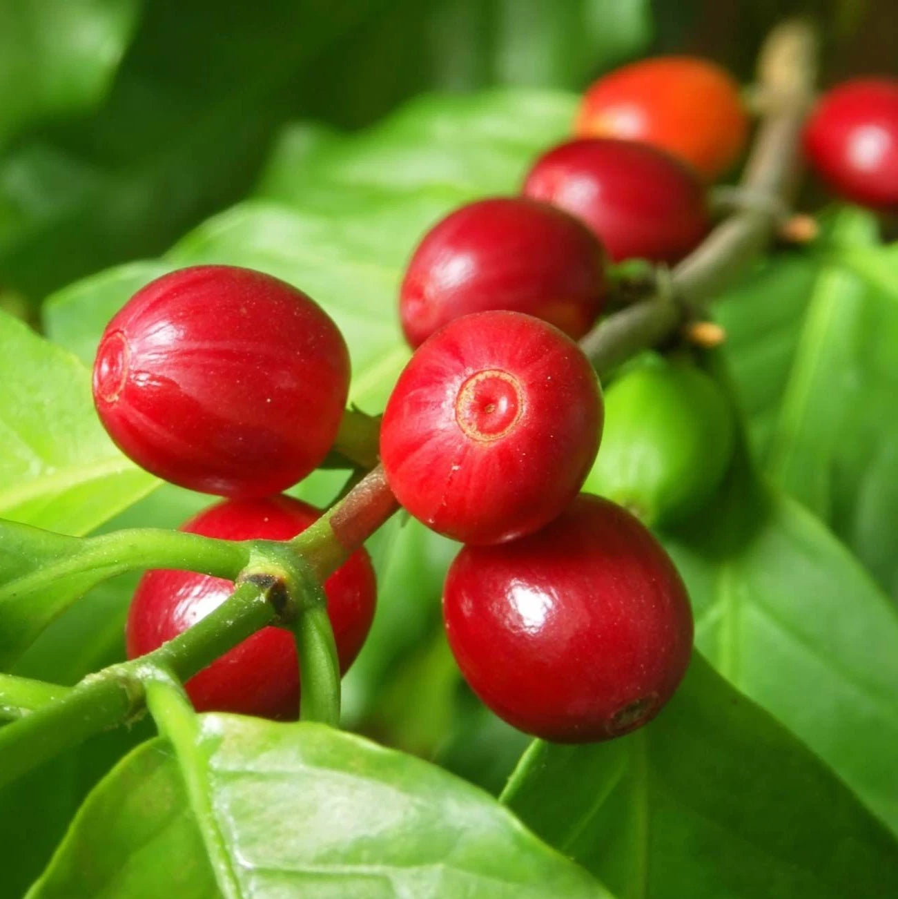 SL10 Coffee Seeds (Coffea arabica var. SL10) – Rare Kenyan Heirloom Specialty Coffee Beans for Planting and Cultivation