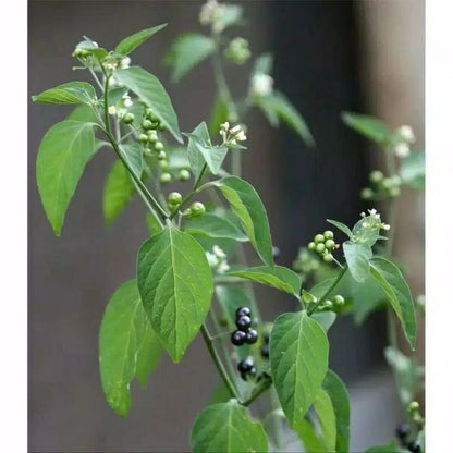 Leunca Black Nightshade Seeds (Solanum nigrum) – 2.000++ Premium Fresh Indonesian Leunca / Ranti Berry Seeds for Planting