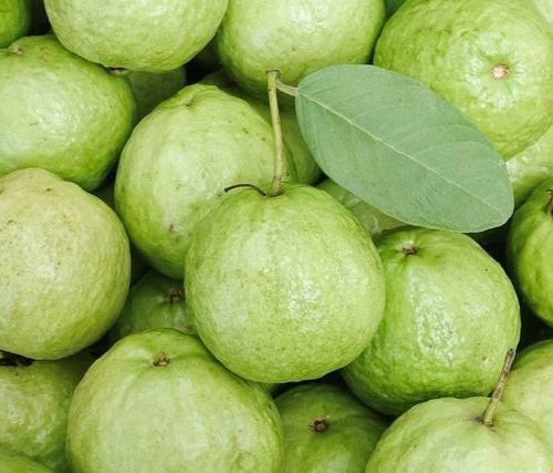 250+ Red Guava Seeds var. Crystal (Psidium guajava) – Certified Premium Pink Guava Fruit Crop Seeds for Planting