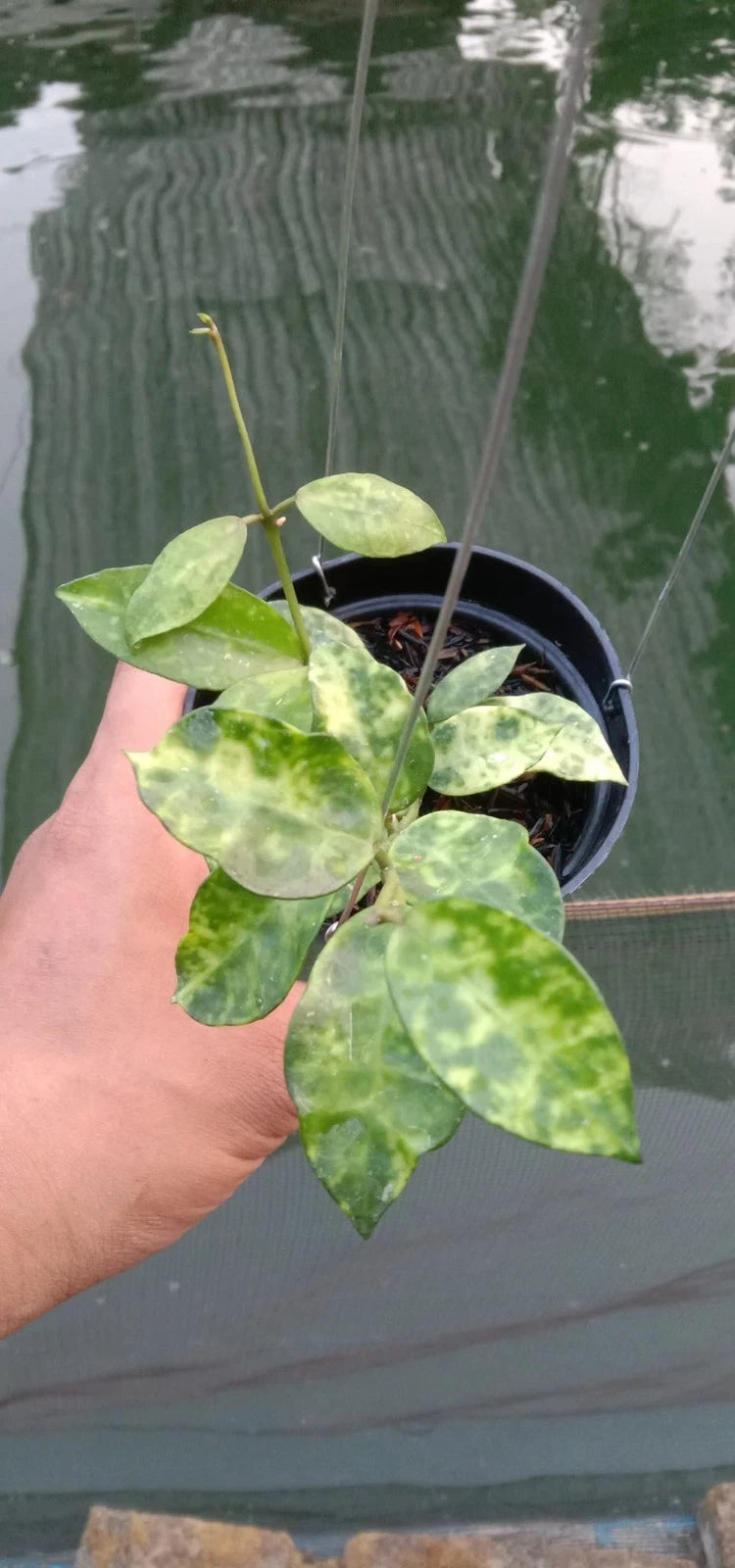 Hoya Lacunosa Amarillo – Rare Tropical Indoor Outdoor Wax Plant Certified Live Specimen for Planting