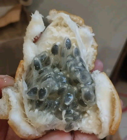 Konyal Passion Fruit Seeds (Passiflora edulis / 500+ Specialized Aromatic Vine Fruit Seeds) – Premium Exotic Botanical Specimen Plant Seeds for Planting