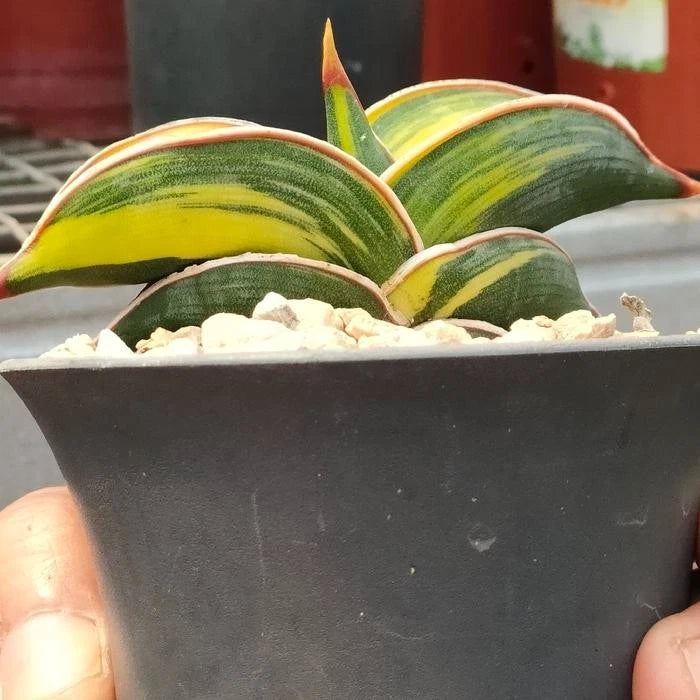 Sansevieria 'Rorida' Variegated – Rare Tropical Succulent Specimen