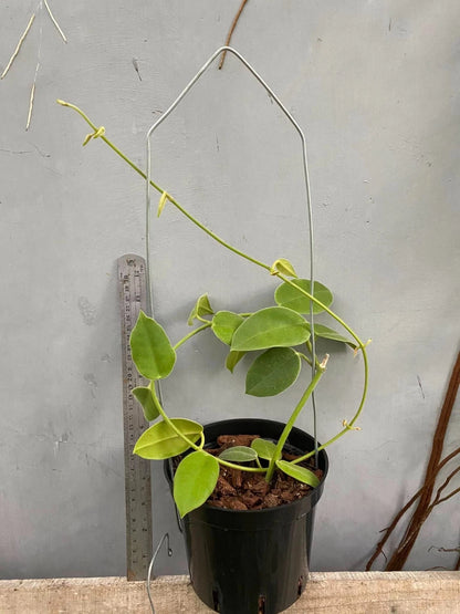 Hoya affinis (sp. Papua) – Rare Tropical Wax Plant
