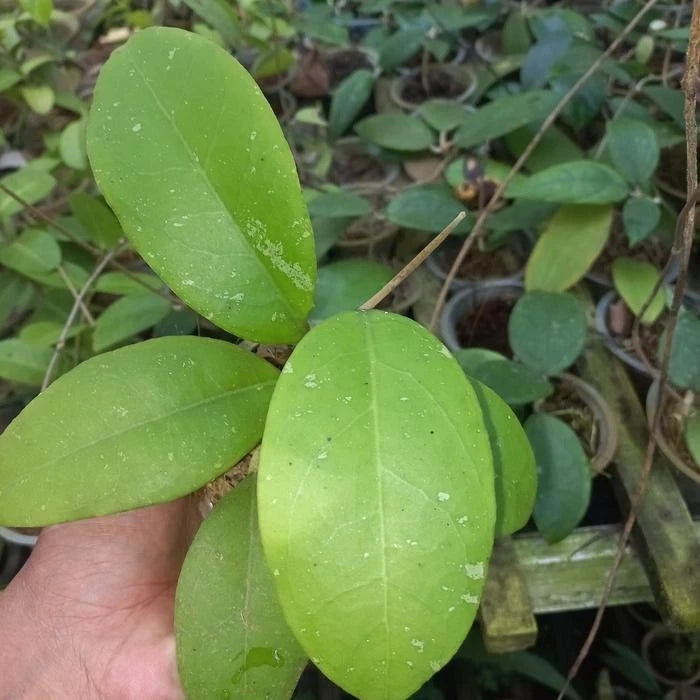 Hoya Aff Vitellina – Rare Tropical Indoor Outdoor Wax Plant Cutting / Starter Plant