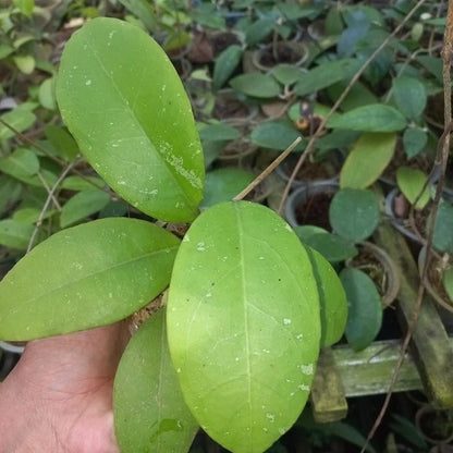 Hoya Aff Vitellina – Rare Tropical Indoor Outdoor Wax Plant Cutting / Starter Plant