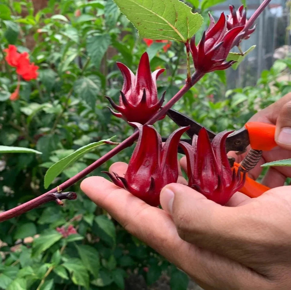 100+ Organic Roselle Seeds (Hibiscus sabdariffa) – Premium Red Hibiscus Tea Plant & Edible Calyx Seeds for Planting