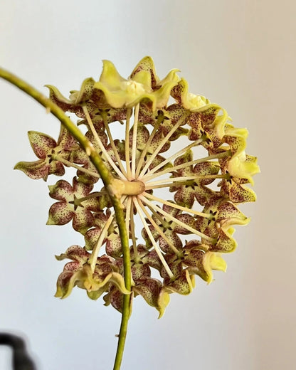 Hoya Aff Lambi Red SP Borneo Rare Tropical Wax Plant (Rare Exotic Epiphytic Vine Specimen) – Premium Botanical Houseplant Seeds & Cuttings for Growing