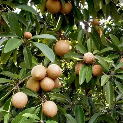 Madu Sapodilla Seeds (Manilkara zapota 'Madu') – 35 pcs Premium Fresh Rare Honey-Sweet Chico Zapote Seeds
