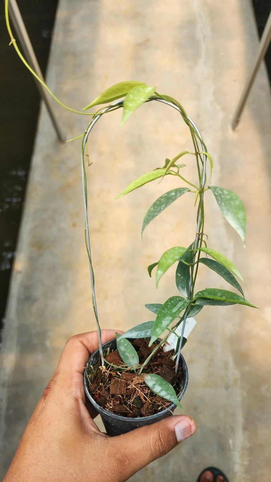 Hoya exilis (sp. Papua) – Rare Tropical Wax Plant