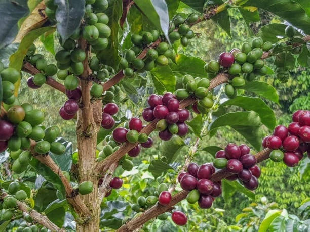 Excelsa Coffee Seeds (Coffea liberica var. excelsa / 300+ Rare Highland Tree Coffee Seeds) – Premium Gourmet Specialty Coffee Plant Seeds for Planting