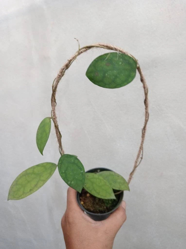 Hoya Corneri Rare Tropical Wax Plant (Hoya corneri) – Premium Exotic Epiphytic Vine Plant Seeds & Cuttings for Planting