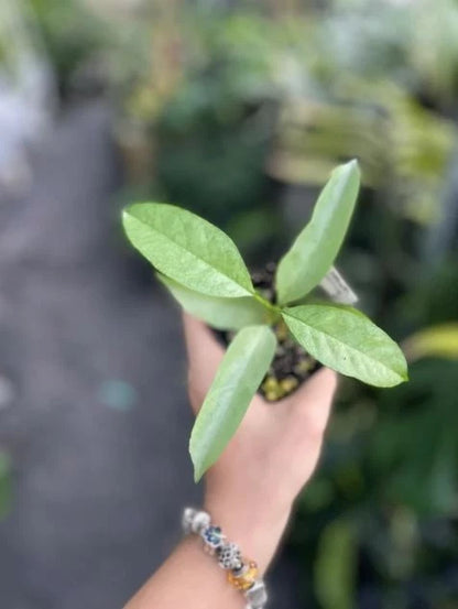 Stunning Hoya Multiflora Wonderphil Silver – Rare Tropical Wax Plant with Splash Variegation
