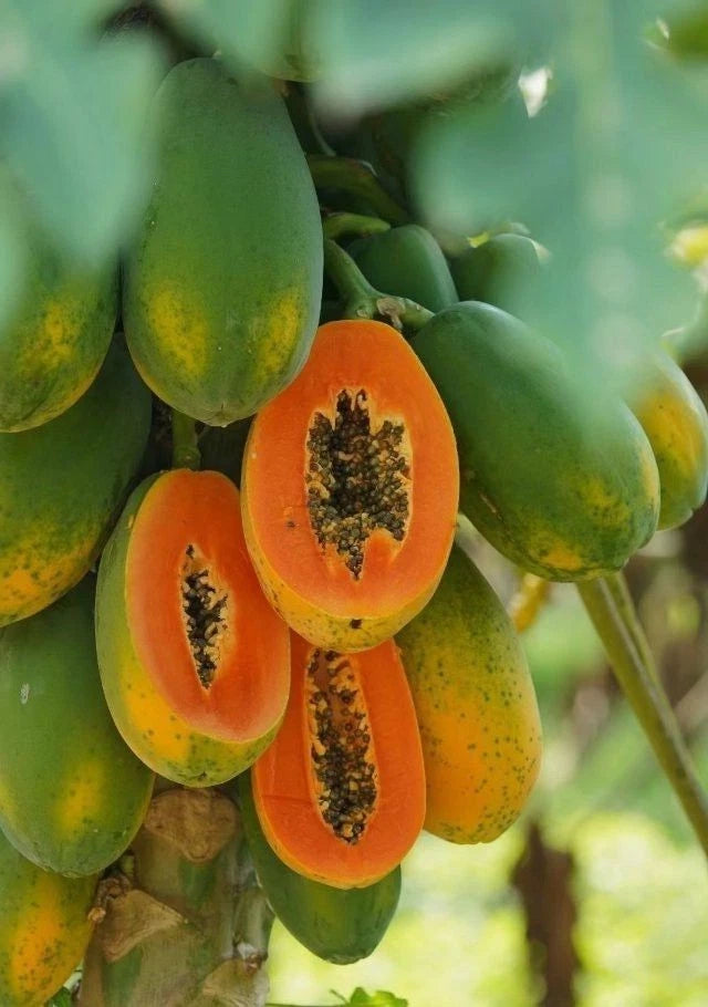 Extra Sweet Callina Papaya Seeds (Carica papaya) – High-Yield Tropical Fruit Seeds for Planting