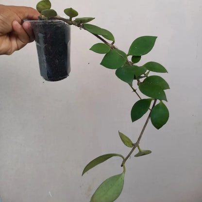 Hoya myrmecopa 'Selayar' Rare Tropical Wax Plant Seeds – Exotic Climbing Vine & Epiphytic Foliage Plant Seeds for Planting