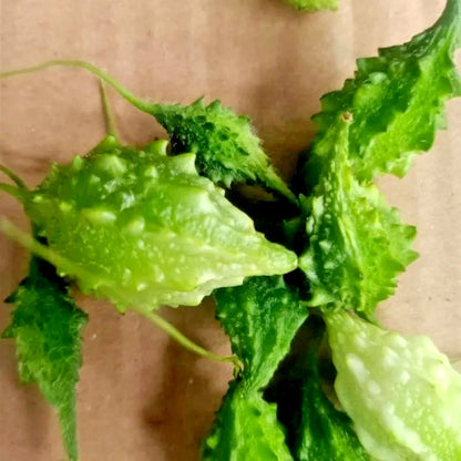 Forest Bitter Melon (Momordica charantia var. muricata) – 50+ Premium Wild Heirloom Seeds