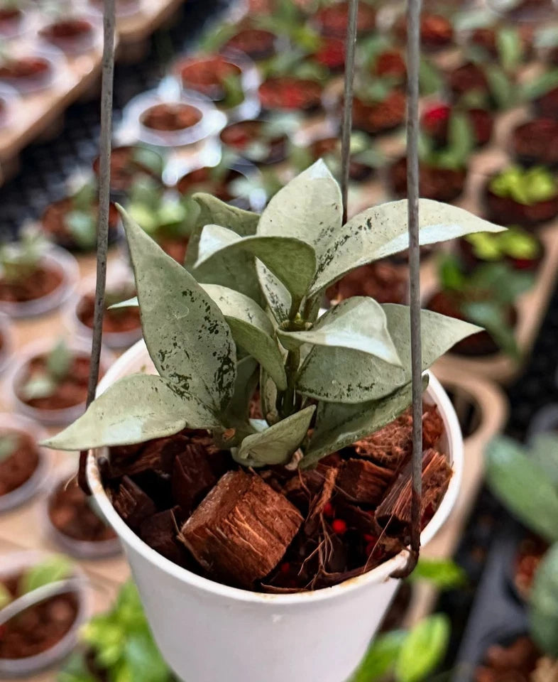 Hoya Lacunosa Silver Curly Rare Wax Plant | Tropical Indoor Outdoor Hoya | Collector Houseplant