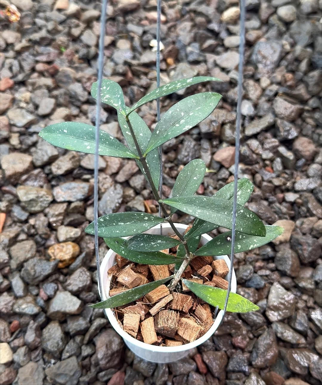 Hoya Sp. Sidikalang Splash Rare Tropical Indoor Outdoor Wax Plant Seeds / Cuttings (Hoya sp. Sidikalang 'Splash') – Premium Certified Variegated Waxflower Plant for Planting