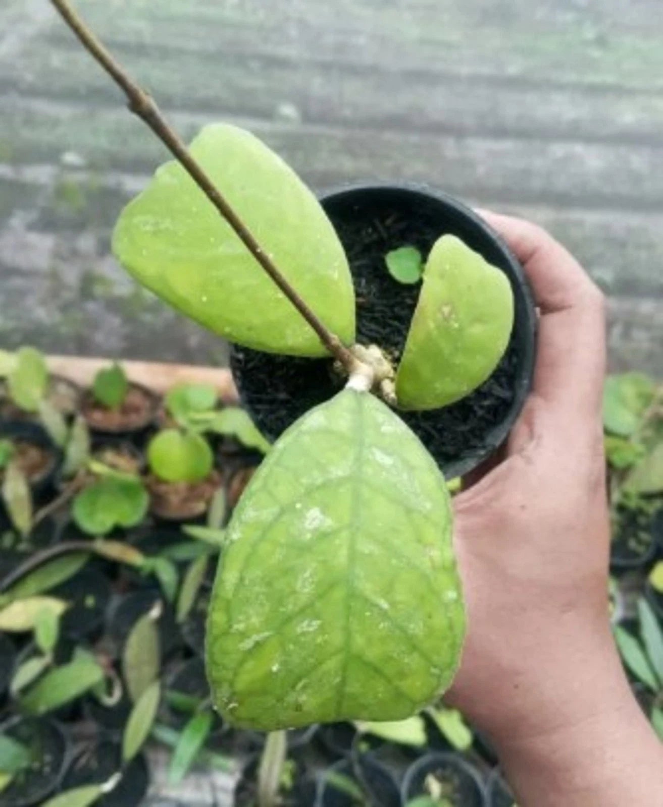 Hoya sp. Aceh – Rare Tropical Wax Vine