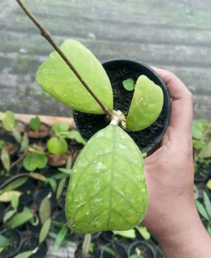 Hoya sp. Aceh – Rare Tropical Wax Vine