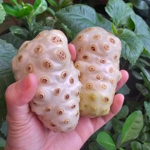 100++ White Noni Fruit Seeds (Morinda citrifolia var. Alba / Indian Mulberry / Great Morinda) – Premium Medicinal & Tropical Fruit Tree Seeds for Planting