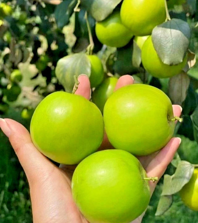 120+ Big Green Jujube Putsa Apple Seeds (Ziziphus mauritiana) – Premium Tropical Indian Plum & Ber Fruit Plant Seeds for Planting