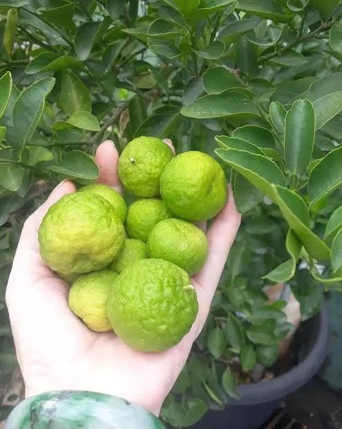 Limau Citrus Seeds (Citrus Amblycarpa) – Certified Heirloom Southeast Asian Acid Citrus Fruit Crop for Planting