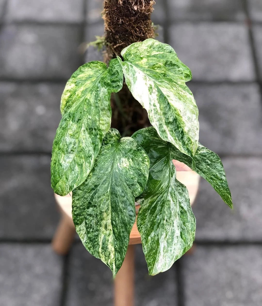 Amydrium zippelianum 'Variegated' - Rare Climbing Aroid