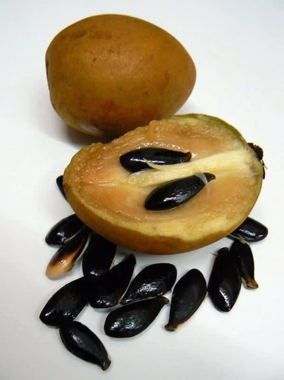 Premium Makok Dwarf Sapodilla Seeds (Manilkara zapota var. Makok Dwarf) – Exotic Sweet Chico Zapote Fruit Seeds for Planting (35 Pcs)