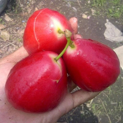 Grafted Taiwanese Red Water Apple Tree - Sweet & Crunchy Tropical Frui