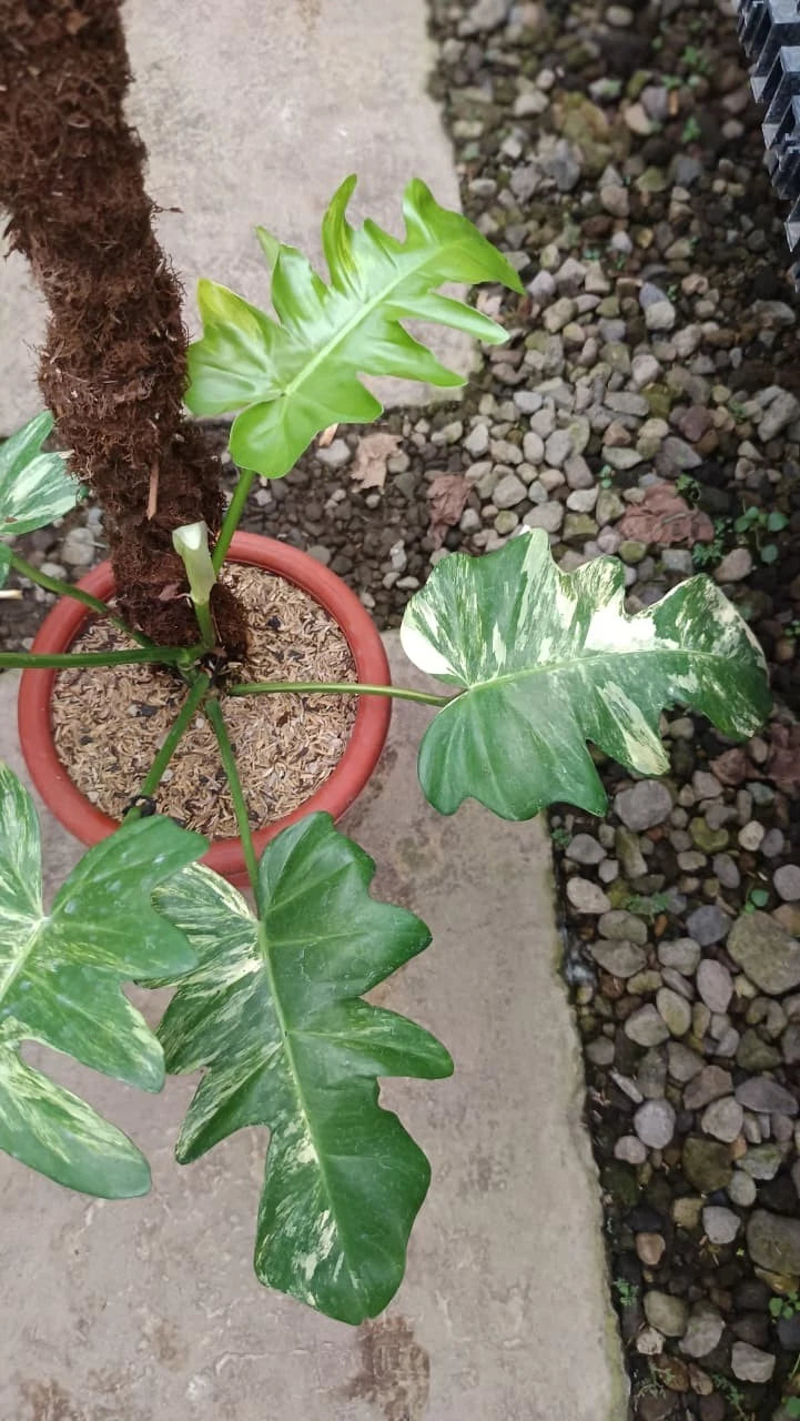 Philodendron 'Florida Beauty' (Flobe) x distantilobum (Variegated) – Rare Hybrid Specimen