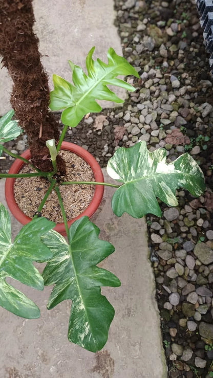 Philodendron 'Florida Beauty' (Flobe) x distantilobum (Variegated) – Rare Hybrid Specimen