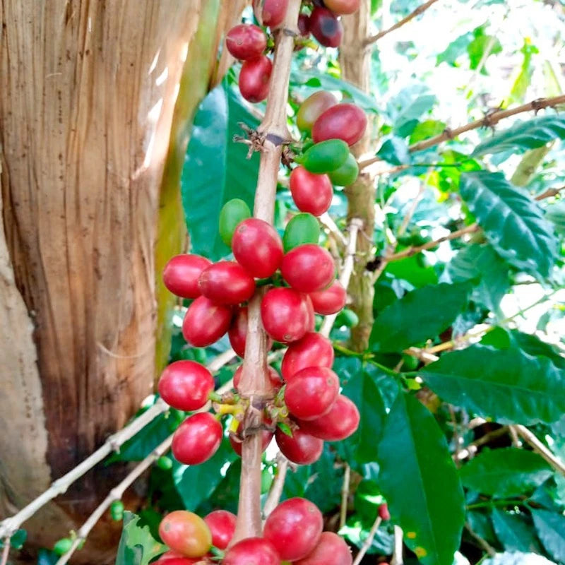 Castillo Coffee Seeds (Coffea arabica var. Castillo) – Premium Certified High-Yield Disease-Resistant Gourmet Coffee Bean Plant Seeds for Planting (120 Pcs)