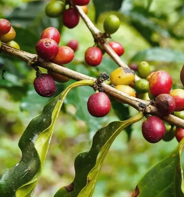 Jimma Coffee (Coffea sp.) – 120+ Premium Seeds