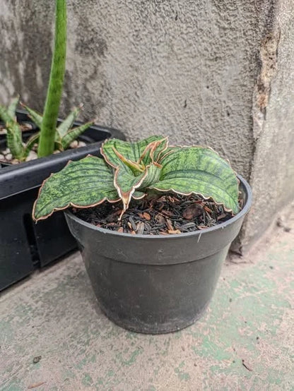 Sansevieria Hybrid 'Raffa' (puphamont x eilensis) – Rare Tropical Architectural Snake Plant Indoor Living Specimen