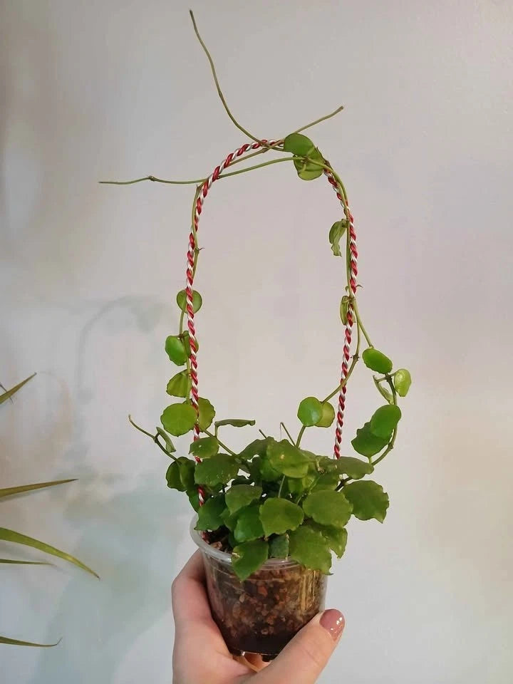 Hoya Endauensis Seeds (Rare Tropical Wax Plant Specimen) – Exotic Epiphytic Vine / Houseplant Seeds for Planting