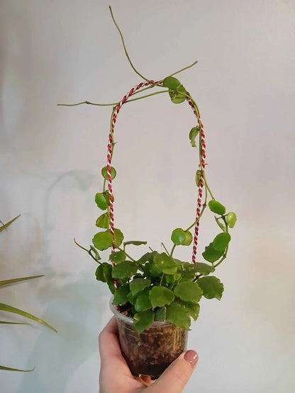 Hoya Endauensis Seeds (Rare Tropical Wax Plant Specimen) – Exotic Epiphytic Vine / Houseplant Seeds for Planting