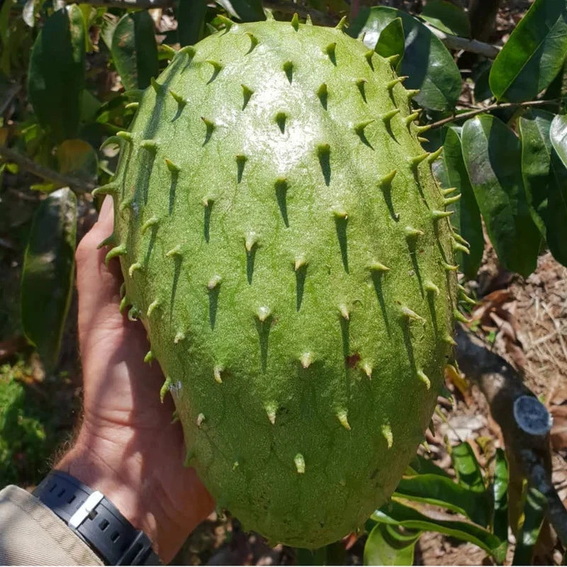 Organic Soursop Seeds var. Giant Soursop (Annona muricata) – Premium Colossal Guanabana Fruit Seeds for Planting (100+ Pcs)