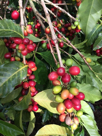 Certified Hibrida Timor Coffee Seeds (Coffea sp.) – Rare Natural Hybrid Coffee Bean Seeds for Planting with Superior Resistance (120+ Pcs)