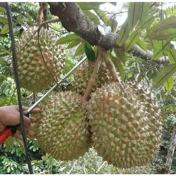 Grafted 'Bawor' Durian – Premium Tropical Fruit Tree