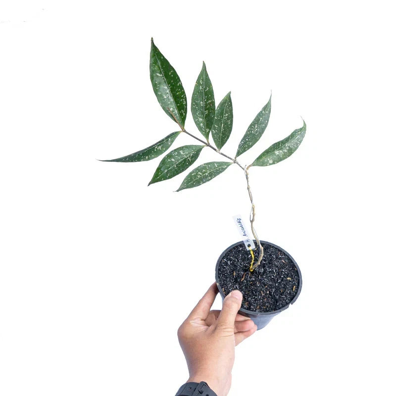 Hoya Amicabilis – Rare Tropical Indoor Outdoor Wax Plant Cutting / Starter Plant