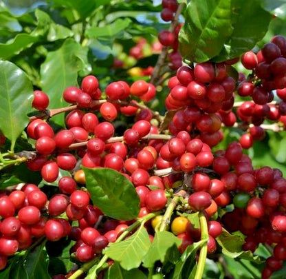 Parainema Coffee Seeds (Coffea arabica / 120+ Disease-Resistant Specialty Coffee Bean Seeds) – Premium Exotic Botanical Specimen Plant Seeds for Planting