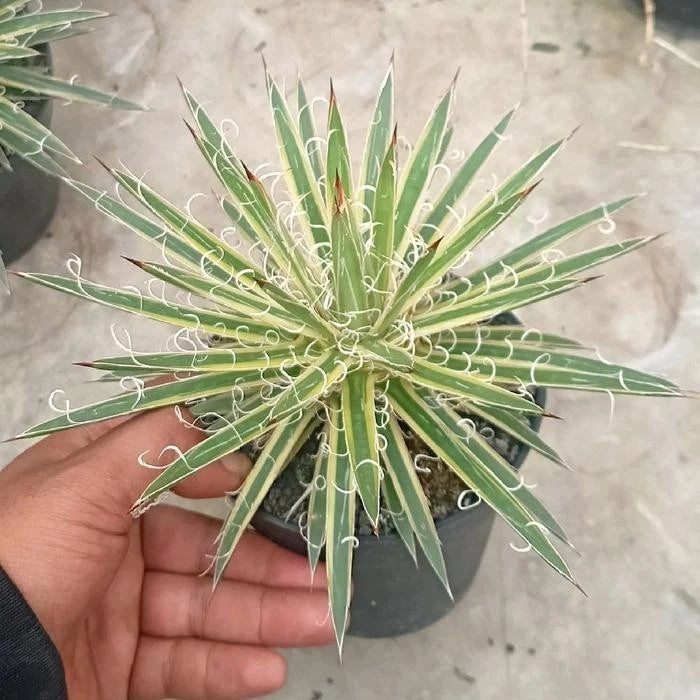 Variegated Agave Leopoldii – Rare Tropical Indoor Outdoor Variegated Thread Agave Specimen
